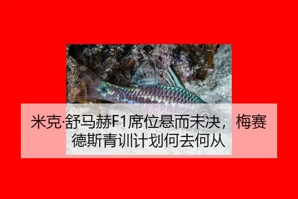 mi-ke-shu-ma-he-xi-wei-xuan-er-wei-jue-mei-sai-de-si-qing-xun-ji-hua-he-qu-he-cong-2-435.jpg