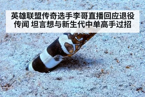 英雄联盟传奇选手李哥直播回应退役传闻 坦言想与新生代中单高手过招